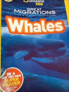 whales day I