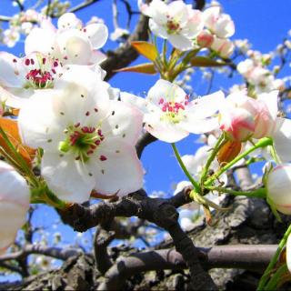 梨花泪……纤夫