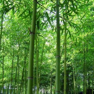 【去森林敲竹子】大自然环境白噪音