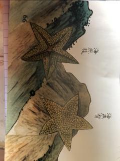海燕   海铁树——没有赞的生物