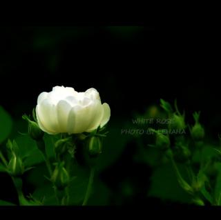 《一朵白蔷薇》 冰心