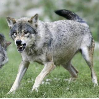 「状物篇·动物 狼🐺」人与狼的决战《狼》莫泊桑