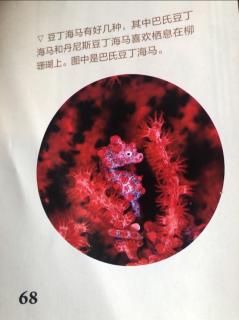 海燕    海铁树——被“降维打击”的红色小树