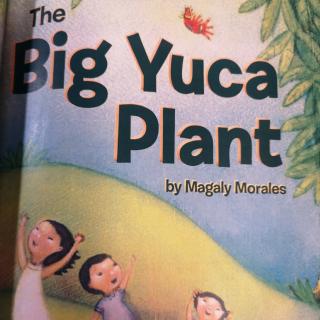 The big yuca plant210510