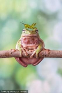 蝗虫和青蛙——知识童话