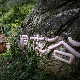 藏在深山 初露真容 百亩桐花 绽放美丽