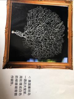 海燕     海铁树——如铁似木