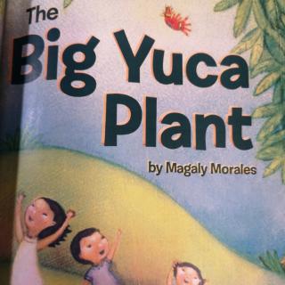 The big yuca plant210511