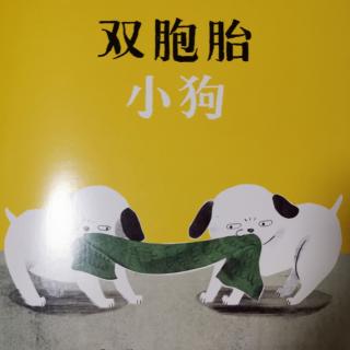 双胞胎小狗