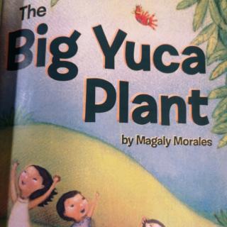The big yuca plant210512