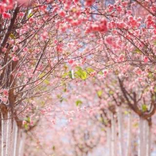 冬梅《心若含香，一生芬芳》