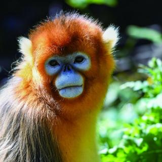 5月14日百科知识_保护金丝猴，用“猴脸识别技术！”