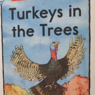 Turkeys in the trees