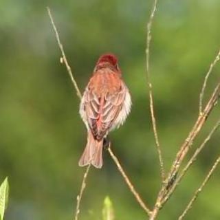 斑鳩、小鳥的對(duì)話(大自然的聲音)