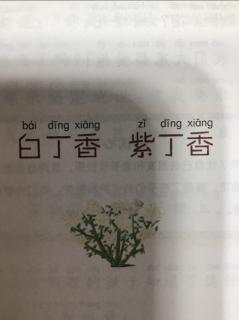 白丁香  紫丁香