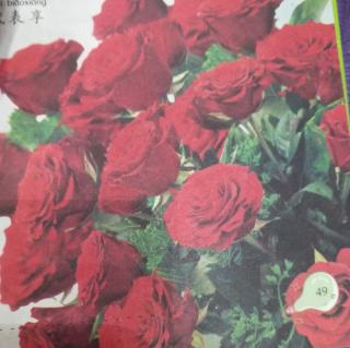 爱情之花——玫瑰🌹