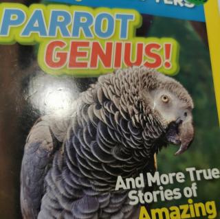 Parrot genius