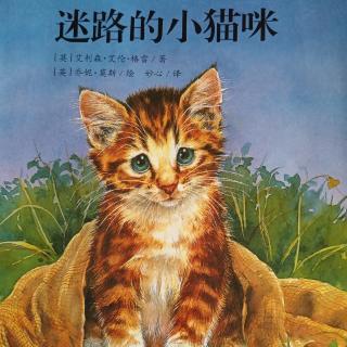 《迷路的小猫咪》—荔枝姐姐