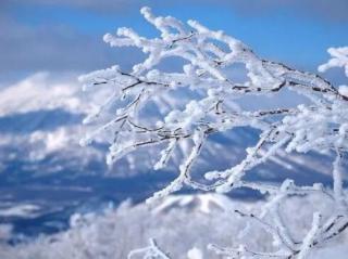 雪之意/温泪