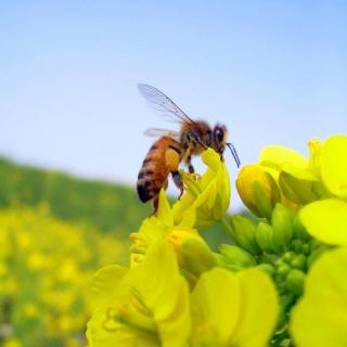 蜂恋花