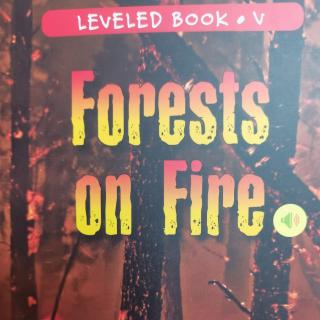 forests on fire