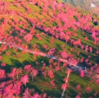  治愈背景音 静心、减压 读书学习放松