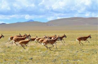 这里是西藏｜只为了看一眼飞奔的藏羚羊