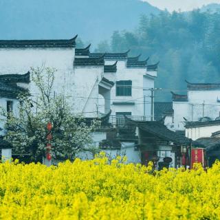 《和花儿共舞在晨曦里》谷慧霞