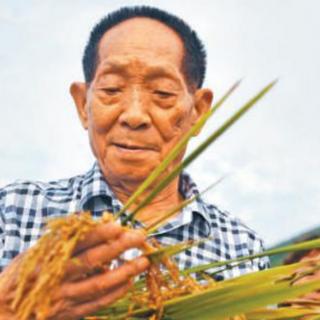 稻子熟了 —— 悼袁隆平老先生