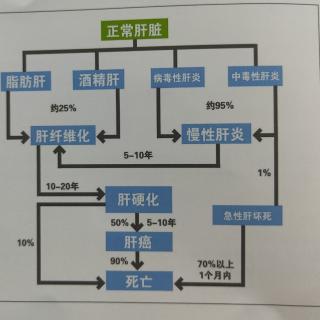 肝脏-劳动模范