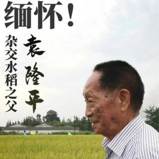 亲亲的土地*敬缅袁隆平院士(晓念)