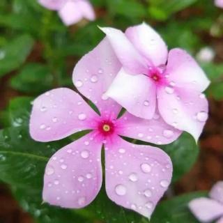 【雨季助眠白噪音】灵星雨点打在花瓣上