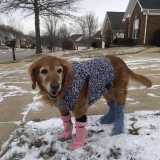 雪中忆爱犬❄️🙆🐕