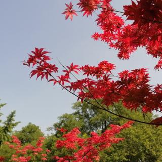 五月的阳光——碑林路人/诗，梅花/朗读