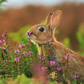 爱吃花的兔子