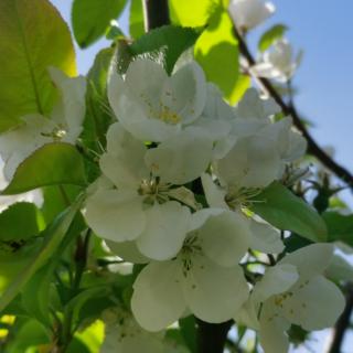 名家—海棠花祭