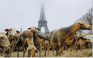 法国农民脑洞多|小羊提米游巴黎