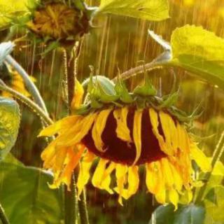 【雨季助眠白噪音】雨下的向日葵