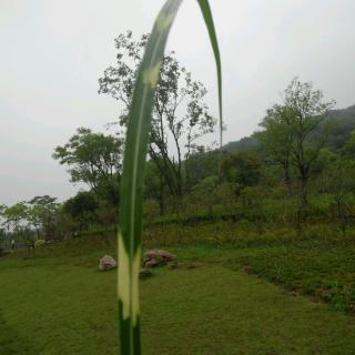 扬州的夏日1