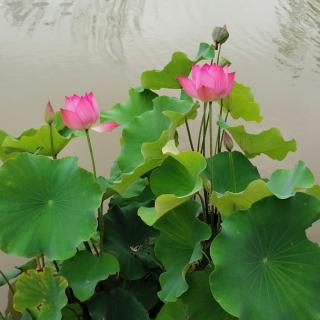 等你，在雨中——余光中/诗，梅花/朗读