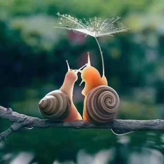 《牵一只蜗牛去散步》作者：张文亮