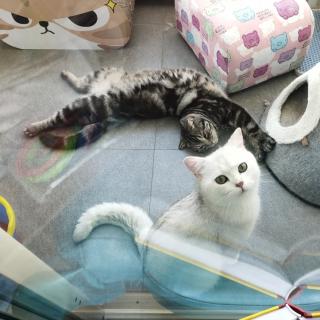 《猫王》献给小葵的六一绘本故事