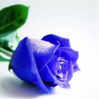 6月2日百科知识_为何不见蓝玫瑰？