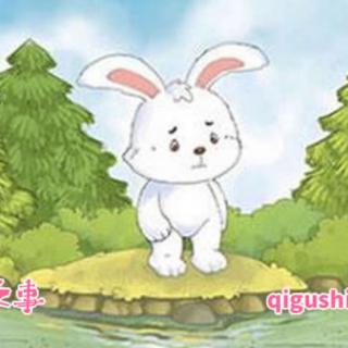 宝明幼儿园睡前故事分享第666期《不想当小白兔的小白兔》