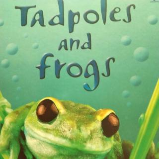 Tadpoles And  Frogs