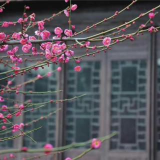 《题破山寺后禅院》唐:常建   诵读:云竹