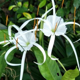 马杏杨《一路芬芳的时光》——写在栀子花盛开的季节秋风咏叹调