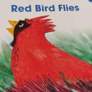 Red Bird Flies