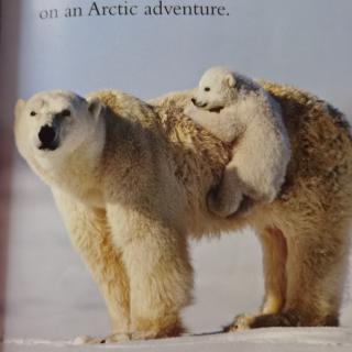 Polar Bears-Cubs+Playtime+World