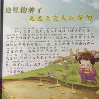 012-地里的种子是怎么变成幼苗的